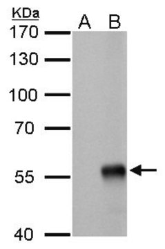 Monoclonal Anti-Influenza A virus NP (nucleoprotein) antibody produced in mouse clone GT778, affinity isolated antibody