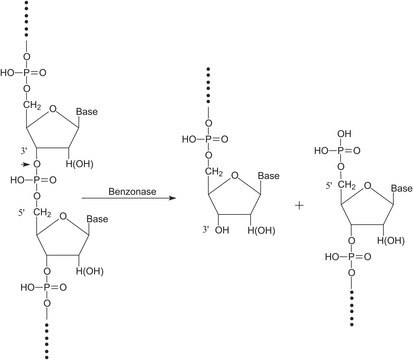 Benzonase&#174; Nuclease &#8805;250&#160;units/&#956;L, &#8805;90% (SDS-PAGE), recombinant, expressed in E. coli, buffered aqueous glycerol solution