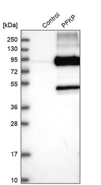 Anti-PFKP antibody produced in rabbit Prestige Antibodies&#174; Powered by Atlas Antibodies, affinity isolated antibody, buffered aqueous glycerol solution