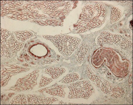 Monoclonal Anti-Collagen, Type IV antibody produced in mouse clone COL-94, ascites fluid