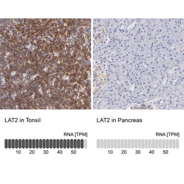 Anti-LAT2 antibody produced in rabbit Prestige Antibodies&#174; Powered by Atlas Antibodies, affinity isolated antibody, buffered aqueous glycerol solution