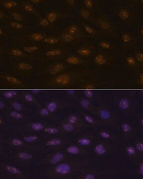 Anti-MYOD1 antibody produced in rabbit