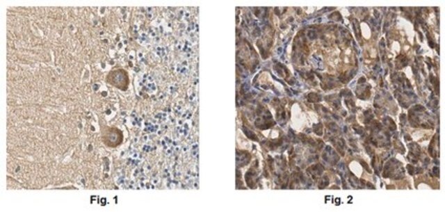 Anti-F-box/WD repeat-containing protein 7 Antibody from rabbit, purified by affinity chromatography