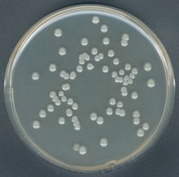 Plate-Count-Agar (Agar 15 g/L) suitable for microbiology, NutriSelect&#174; Plus