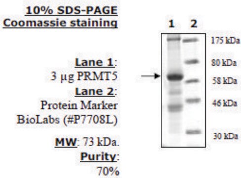 PRMT5/MEP50 Active human recombinant, expressed in baculovirus infected insect cells, &#8805;70% (SDS-PAGE)