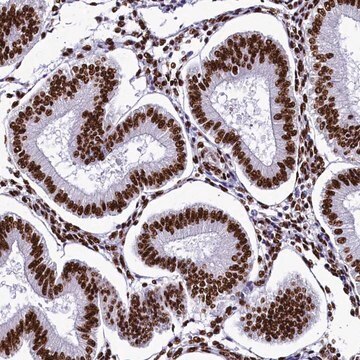 Anti-SRRM2 antibody produced in rabbit Prestige Antibodies&#174; Powered by Atlas Antibodies, affinity isolated antibody, buffered aqueous glycerol solution