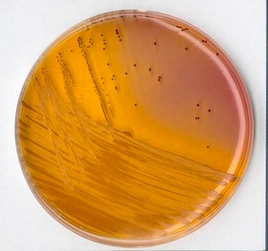 KF streptococcus agar (base) for microbiology