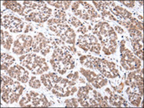 Anti-CDX2 affinity isolated antibody