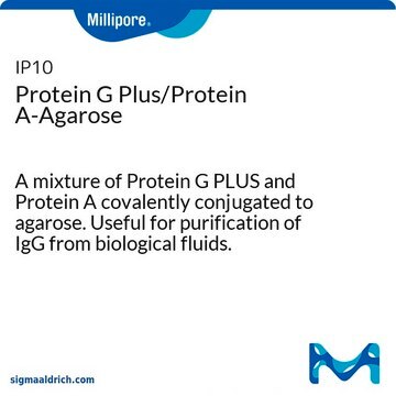 Protein G Plus/Protein A-Agarose A mixture of Protein G PLUS and Protein A covalently conjugated to agarose. Useful for purification of IgG from biological fluids.