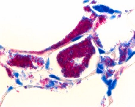 Sputofluol&#8482; for microscopy