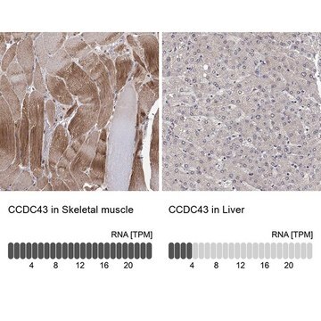 Anti-CCDC43 antibody produced in rabbit Prestige Antibodies&#174; Powered by Atlas Antibodies, affinity isolated antibody, buffered aqueous glycerol solution