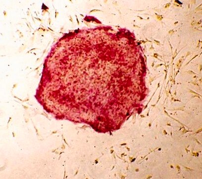 Fluorescent Human ES/iPS Cell Characterization Kit This Fluorescent Human ES/iPS Cell Characterization Kit contains a range of sensitive tools for the phenotypic assessment of the pluripotent status of human Embryonic stem &amp; induced pluripotent Stem cells.