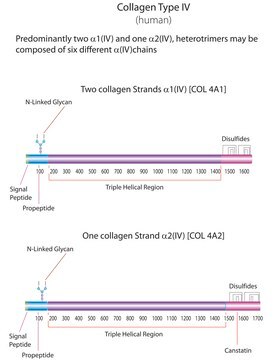 Collagen from human placenta Bornstein and Traub Type IV, powder, BioReagent, suitable for cell culture