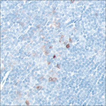 Anti-CD25 antibody, Rabbit monoclonal recombinant, expressed in proprietary host, clone SP176, affinity isolated antibody