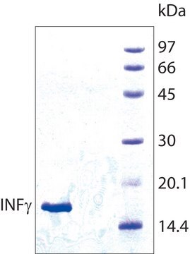 Interferon-&#947; human recombinant, expressed in E. coli, &#8805;98% (SDS-PAGE), lyophilized powder, suitable for cell culture