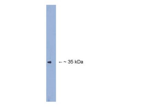 Anti-Fbx2 Antibody serum, Chemicon&#174;