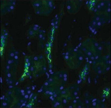 Anti-SLC12A3 antibody produced in rabbit 1&#160;mg/mL, affinity isolated antibody