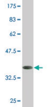 Monoclonal Anti-HOXD1 antibody produced in mouse clone 4F4, purified immunoglobulin, buffered aqueous solution