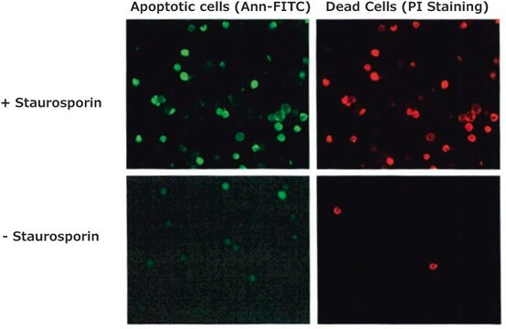 Annexin V