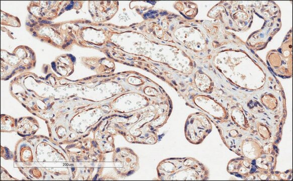 Anti-CD274/PD-L1 antibody produced in goat affinity isolated antibody, buffered aqueous solution