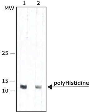 Monoklonaler Anti-Polyhistidin&#8722;Peroxidase-Antikörper der Maus in Maus hergestellte Antikörper clone HIS-1, purified from hybridoma cell culture