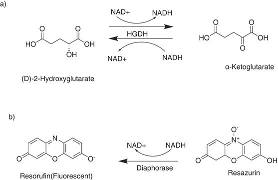 D-2-Hydroxyglutarate (D2HG) Assay Kit sufficient for 200 fluorometric reactions