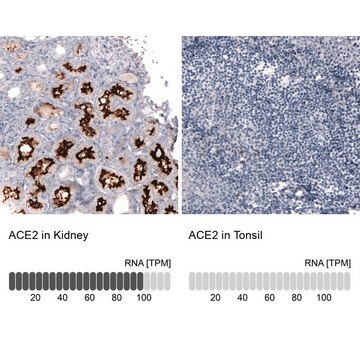 Monoclonal Anti-ACE2 antibody produced in mouse Prestige Antibodies&#174; Powered by Atlas Antibodies, clone CL4013, purified immunoglobulin