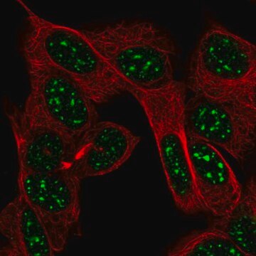 Anti-FEV antibody produced in rabbit Prestige Antibodies&#174; Powered by Atlas Antibodies, affinity isolated antibody