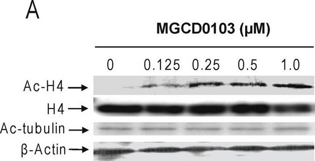 Anti-acetyliertes-Tubulin-Antikörper, monoklonaler Antikörper der Maus in Maus hergestellte Antikörper clone 6-11B-1, purified from hybridoma cell culture