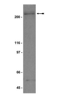 Anti-BRCA1-Antikörper serum, Upstate&#174;