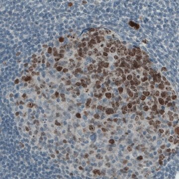 Monoclonal Anti-MKI67 antibody produced in mouse Prestige Antibodies&#174; Powered by Atlas Antibodies, clone CL1234, purified immunoglobulin, buffered aqueous glycerol solution