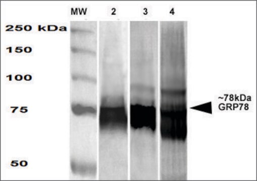 Monoclonal Anti-Grp78 antibody produced in mouse clone 3G12-1G11, purified immunoglobulin