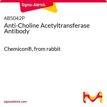 Anti-Choline Acetyltransferase Antibody Chemicon&#174;, from rabbit