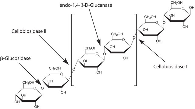 &#946;-Glucanase from Trichoderma longibrachiatum