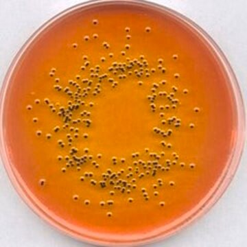 SS-Agar NutriSelect&#174; Plus, suitable for microbiology