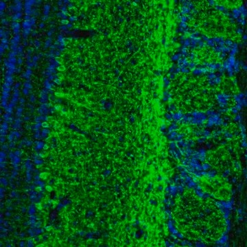 Anti-GABRA3 antibody produced in rabbit affinity isolated antibody, buffered aqueous glycerol solution