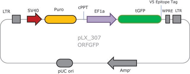 MISSION&#174; TRC3 ORF GFP DNA Control