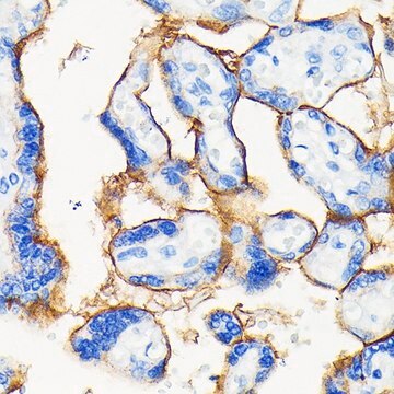 Anti- PD-L1/CD274 antibody produced in rabbit