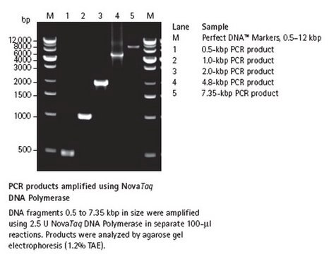 Nova Taq DNA-Polymerase Ultrapure recombinant enzyme for dependable PCR amplification