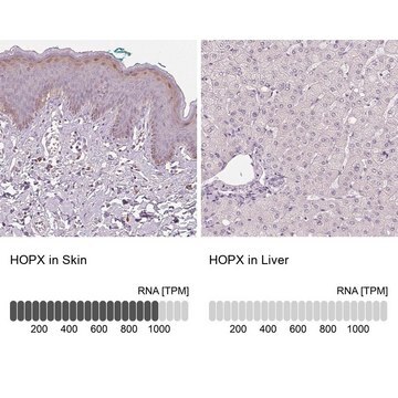 Anti-HOPX antibody produced in rabbit Prestige Antibodies&#174; Powered by Atlas Antibodies, affinity isolated antibody, buffered aqueous glycerol solution