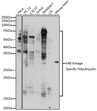 Anti-K48-linkage Specific Polyubiquitin antibody produced in rabbit