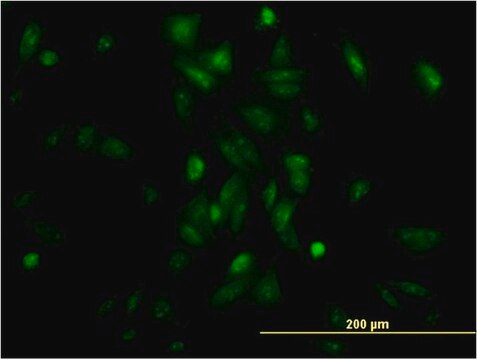 Monoclonal Anti-NR1H4 antibody produced in mouse clone 1G11, purified immunoglobulin, buffered aqueous solution