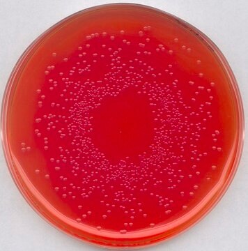 BPLS agar for the isolation of Salmonella