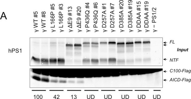 Anti-Presenilin-1-Antikörper, NT, Klon&nbsp;hPS1-NT culture supernatant, clone hPS1-NT, Chemicon&#174;