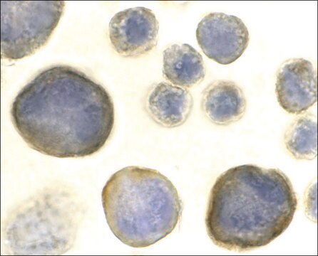 Anti-CXCR4 antibody produced in rabbit IgG fraction of antiserum, buffered aqueous solution