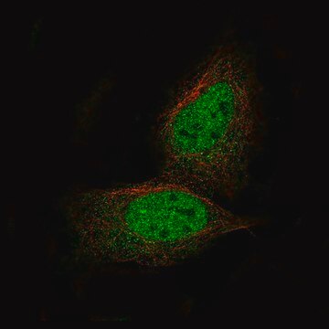 Monoclonal Anti-PRAME antibody produced in mouse Prestige Antibodies&#174; Powered by Atlas Antibodies, clone CL5146, purified immunoglobulin, buffered aqueous glycerol solution