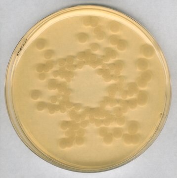 Tryptic Soy Agar - Dehydrated Culture Media GranuCult&#174; prime, EP, USP, JP, ISO 11133, FDA (BAM), granular, suitable for microbiology