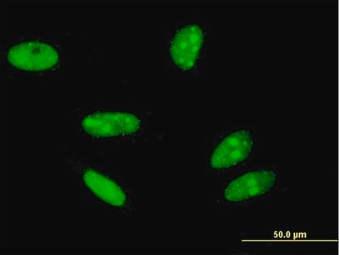 Monoclonal Anti-H2AFX antibody produced in mouse clone 3F4, purified immunoglobulin, buffered aqueous solution