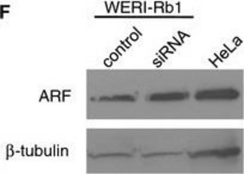 Anti-&#946;-Tubulin antibody, Mouse monoclonal clone D66, purified from hybridoma cell culture