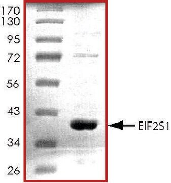 EIF2S1, His tagged human recombinant, expressed in E. coli, &#8805;70% (SDS-PAGE), buffered aqueous glycerol solution